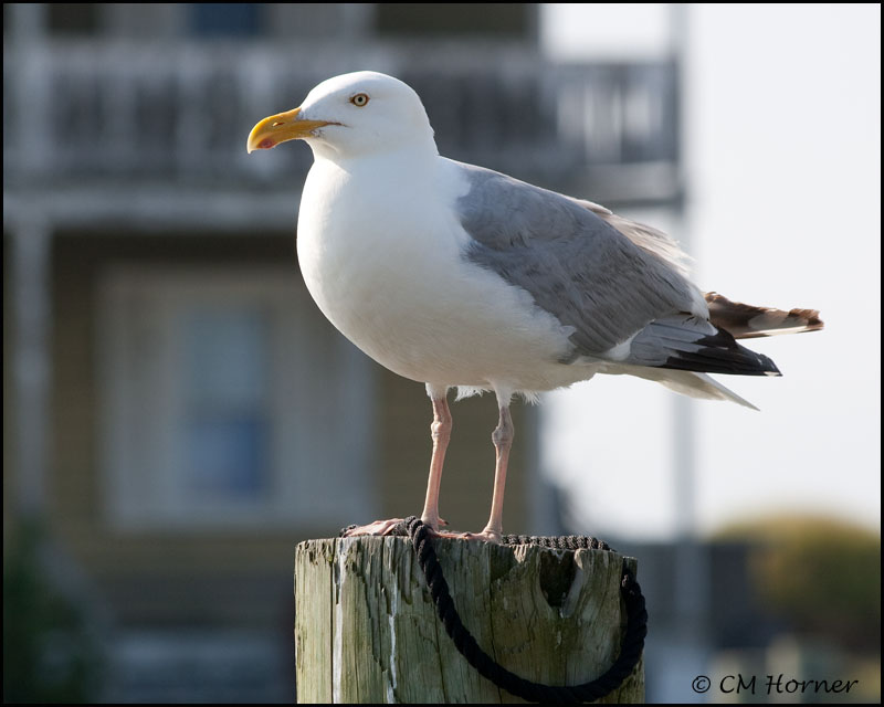 2039 Herring Gull.jpg