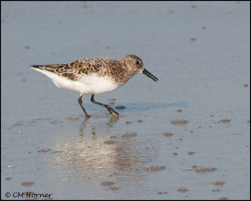 2090 Sanderling.jpg