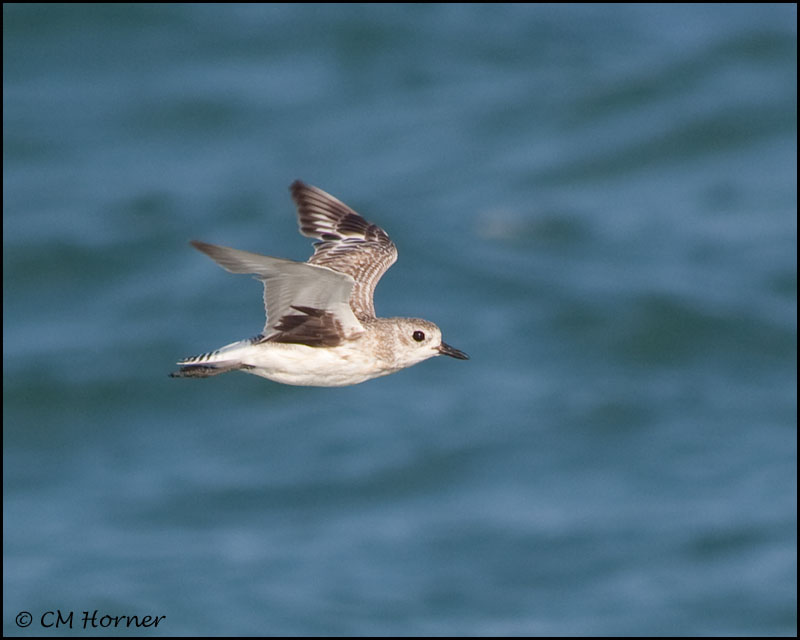 2094 Black-bellied Plover.jpg