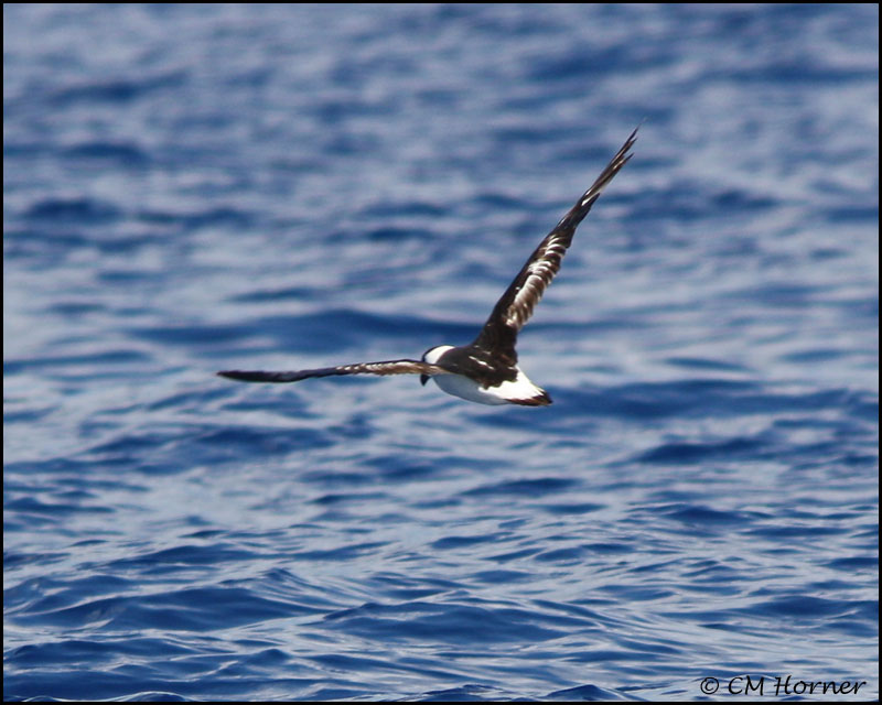 2148 Black-capped Petrel.jpg