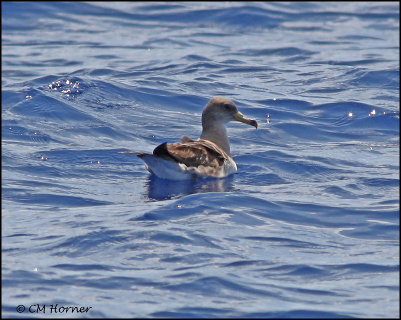 2251 Corys Shearwater.jpg