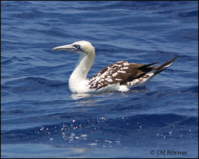 2316 Northern Gannnet 3rd yr.jpg