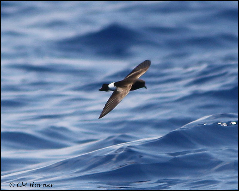 2323 Wilsons Storm-Petrel.jpg