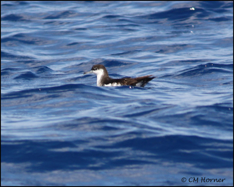 2390 Audubons Shearwater.jpg