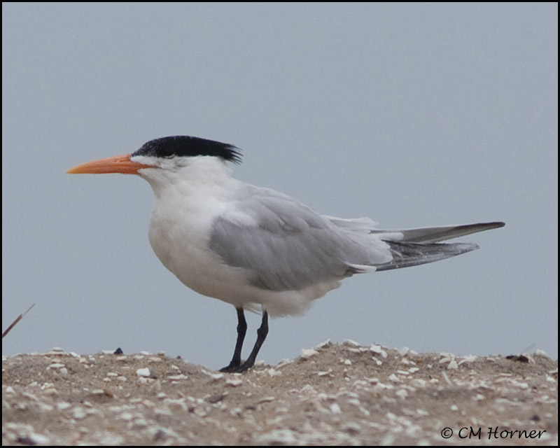 2447 Royal Tern.jpg