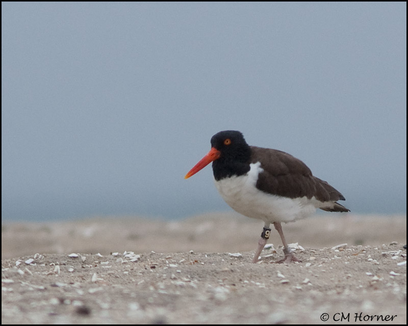 2425 American Oystercatcher banded .jpg