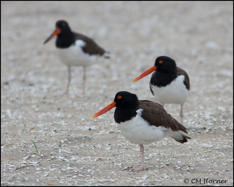 2466 American Oystercatcher.jpg