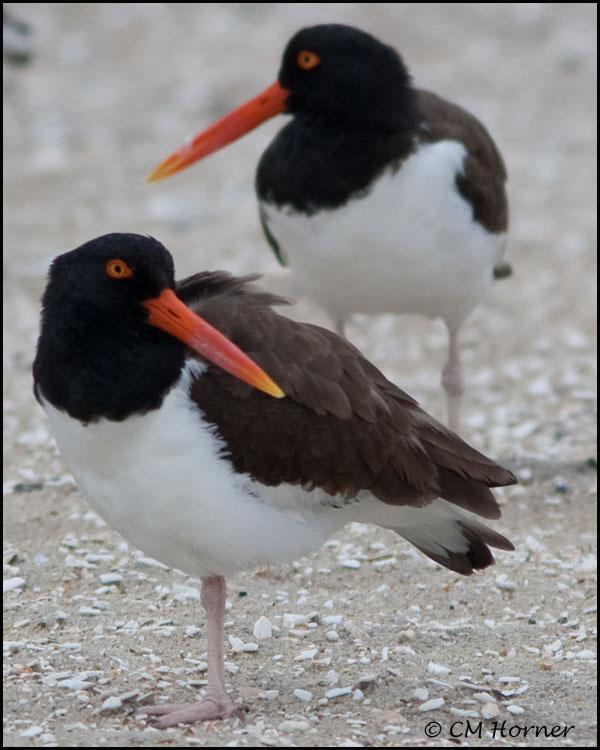 2467 American Oystercatcher.jpg