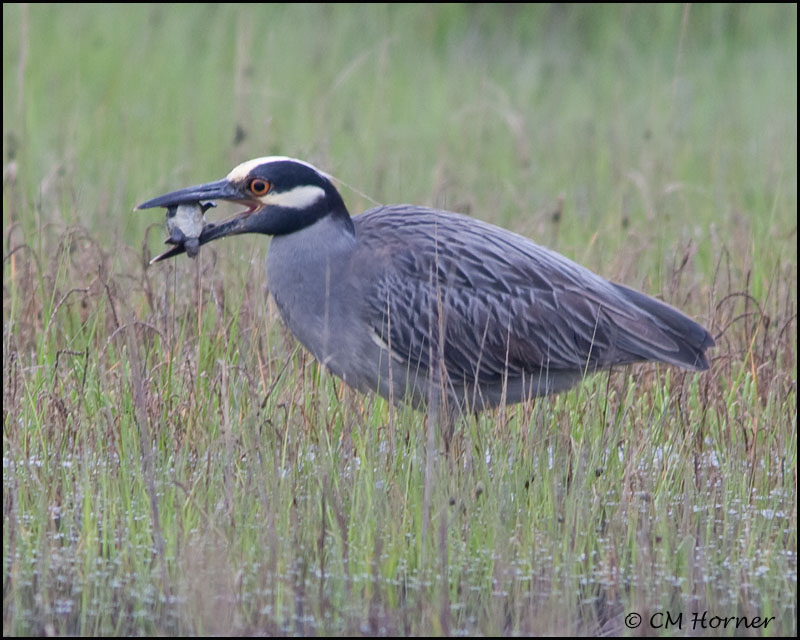2547 Yellow-crowned Night-Heron trying to eat Northern Diamondback Terrapin