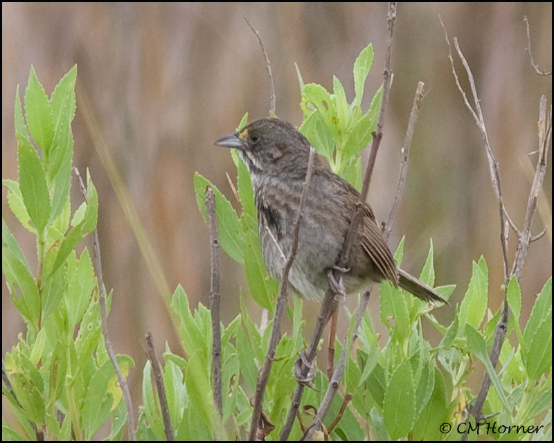 2624 Seaside Sparrow.jpg
