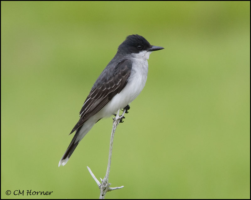 2693 Eastern Kingbird.jpg