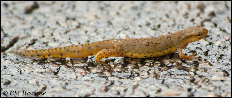 2711 Eastern Newt aquatic female.jpg