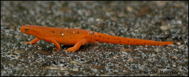 2717 Red Eft phase of Eastern Newt.jpg