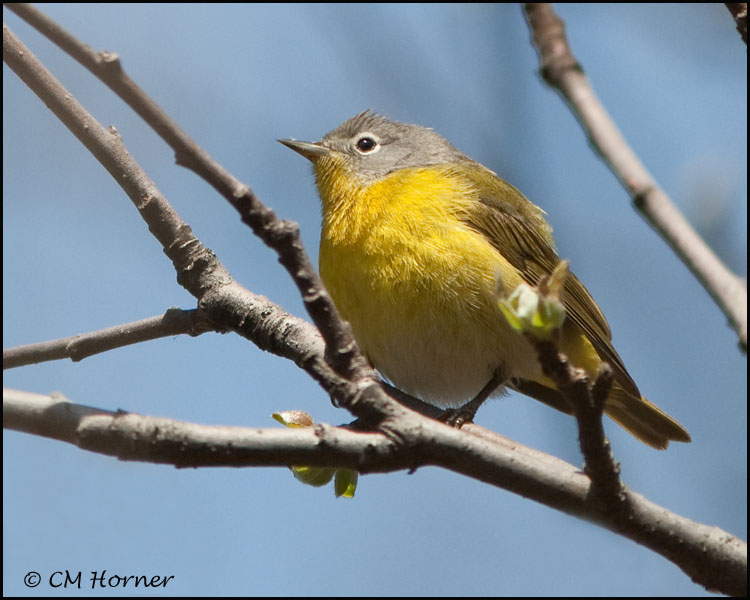1179 Nashville Warbler.jpg
