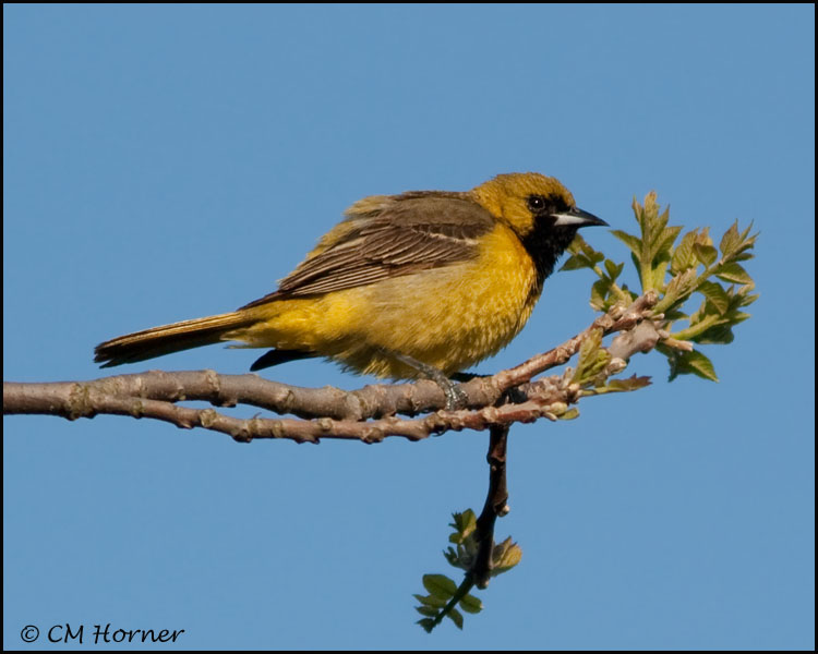 1205 Orchard Oriole 1st spring male.jpg