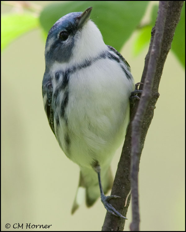 1411 Cerulean Warbler male.jpg