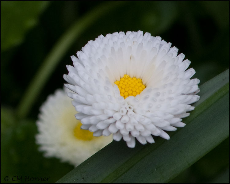 1465 English Daisy