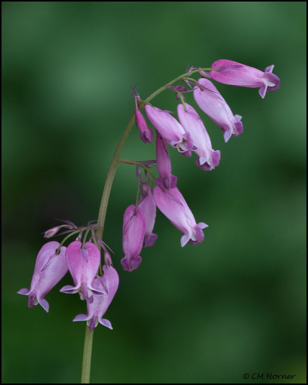 1481 Miniature Bleeding Heart