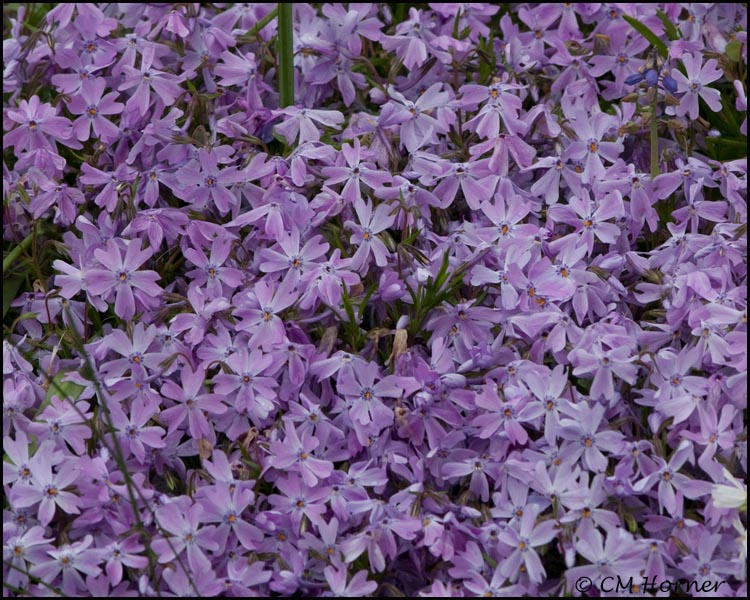 1487 Rock Phlox.jpg
