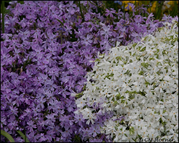 1488 Rock Phlox.jpg