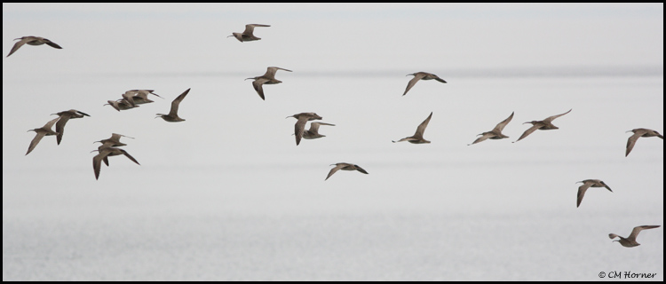 1531 Whimbrel.jpg