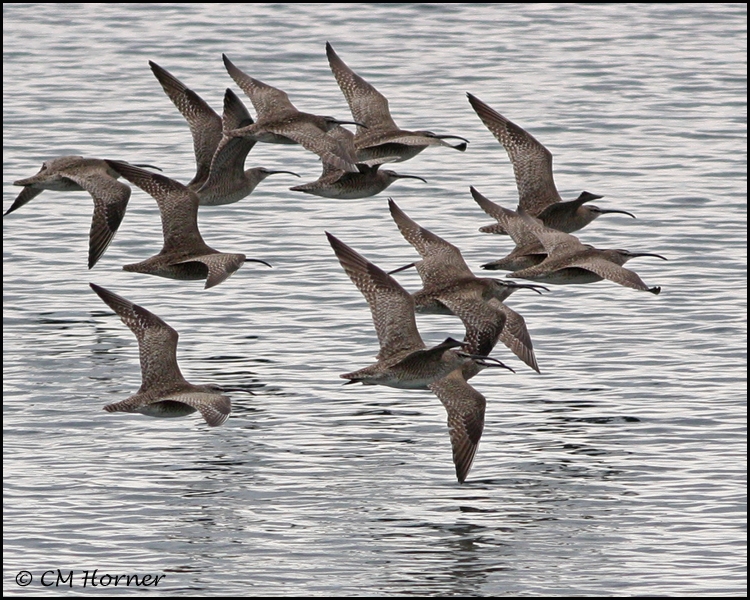 1543 Whimbrel.psd