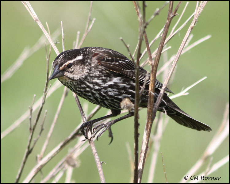 1632 Red-winged Blackbird female.jpg