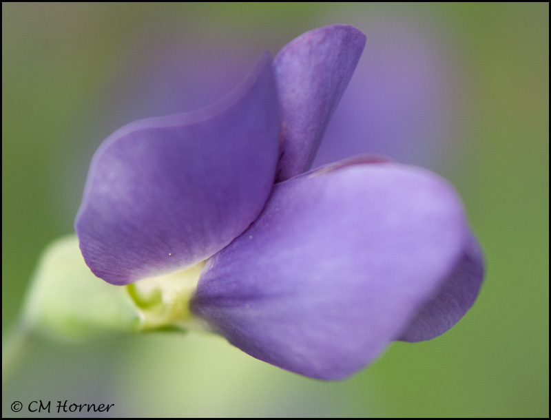 2756 False Indigo