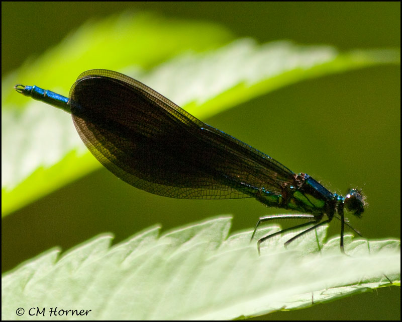 2844 Ebony Jewelwing male.jpg