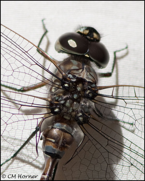 2941 Canada Darner male.jpg