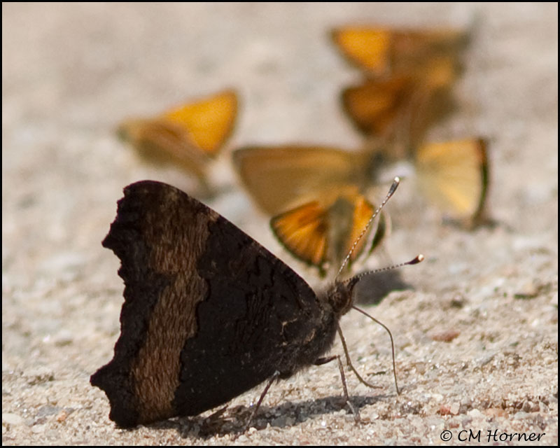 2950 Milberts Tortoiseshell.jpg