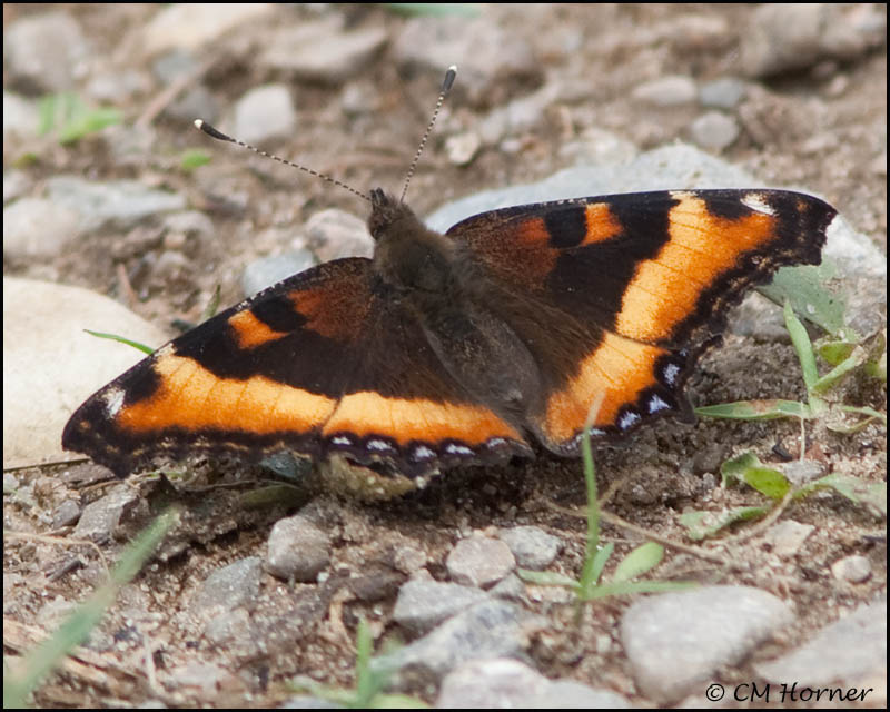 2961 Milberts Tortoiseshell.jpg