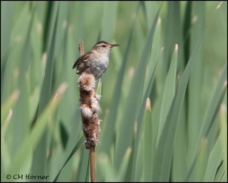 2987 Marsh Wren.jpg