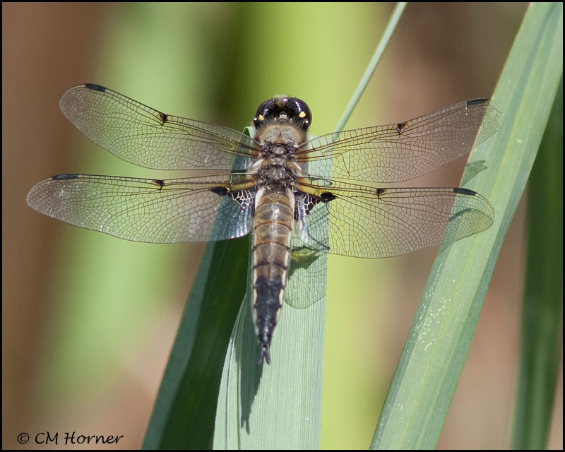 2973 Four-spotted Skimmer.jpg