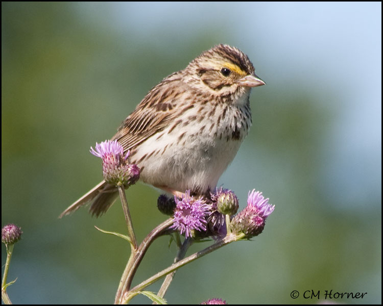 3053 Savannah Sparrow.jpg
