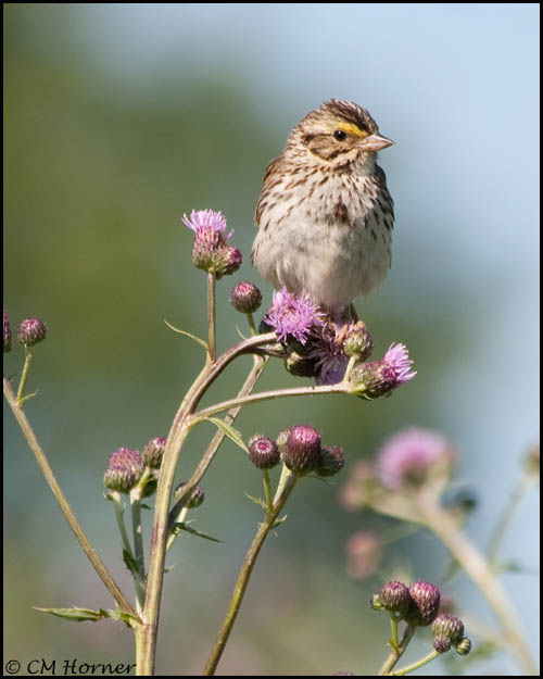 3055 Savannah Sparrow.jpg