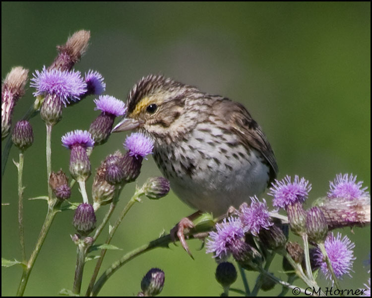 3059 Savannah Sparrow.jpg