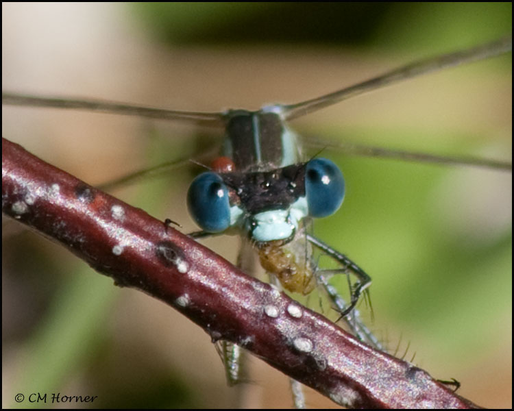 3077 Slender Spreadwing.jpg