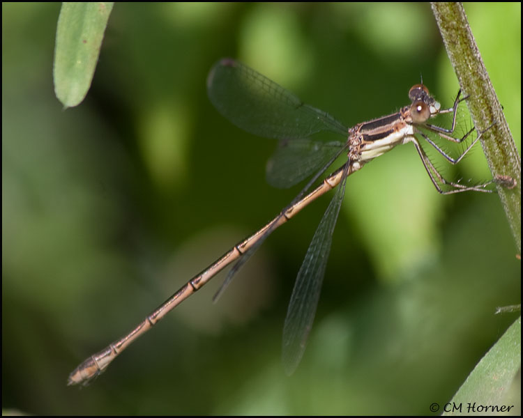 3137 Slender Spreadwing female.jpg