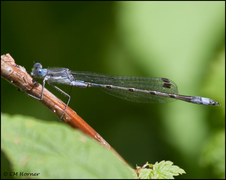3155 Northern Spreadwing male.jpg