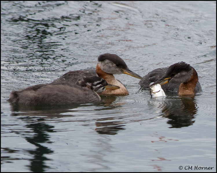 3247 Red-necked Grebe family.jpg