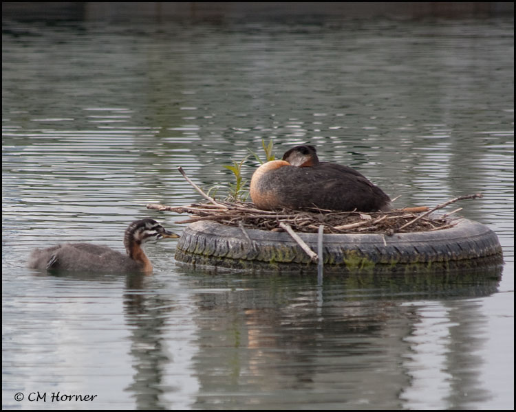 3265 Red-necked Grebe at nest.jpg