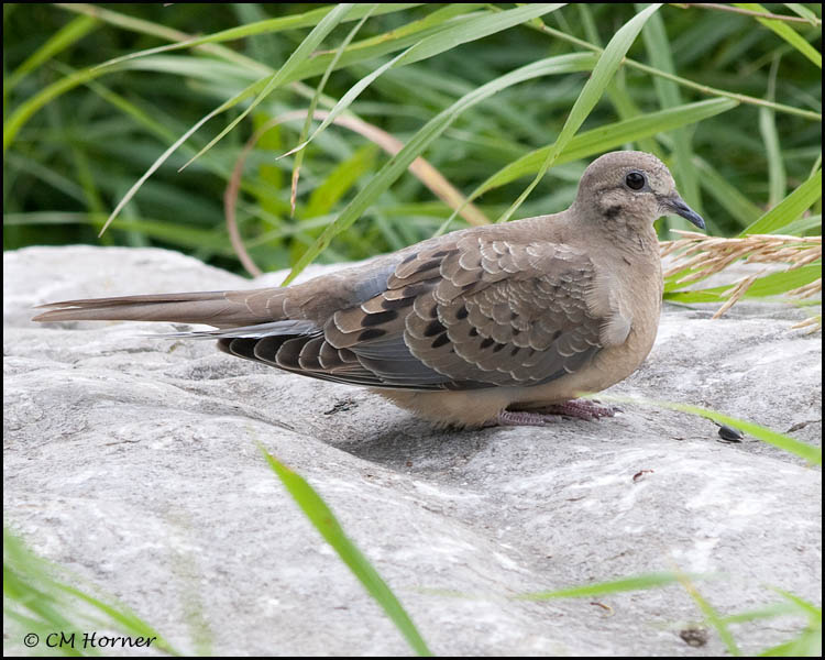 3295 Mourning Dove.jpg