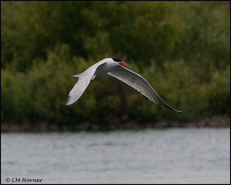 3311 Caspian Tern.jpg