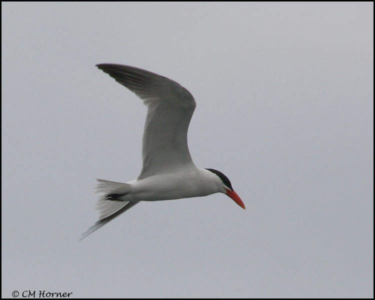 3367 Caspian Tern.jpg