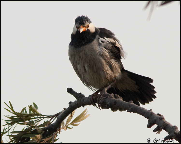 4645 Asian Pied Starling.jpg
