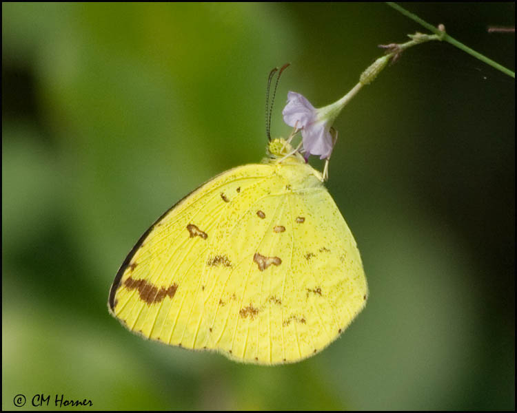 5726 Three-spot Grass Yellow