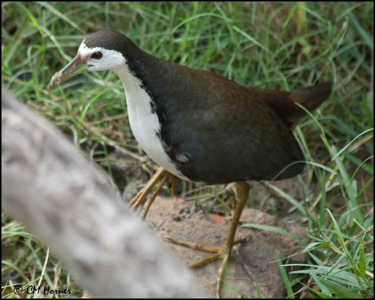 5774 White-breasted Waterhen.jpg