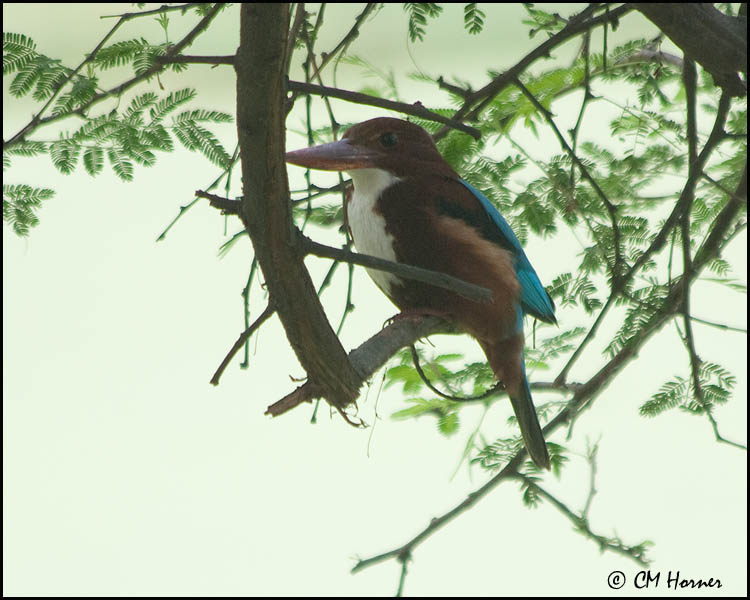 5781 White-throated Kingfisher.jpg