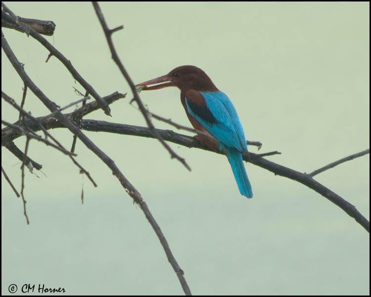5790 White-throated Kingfisher.jpg